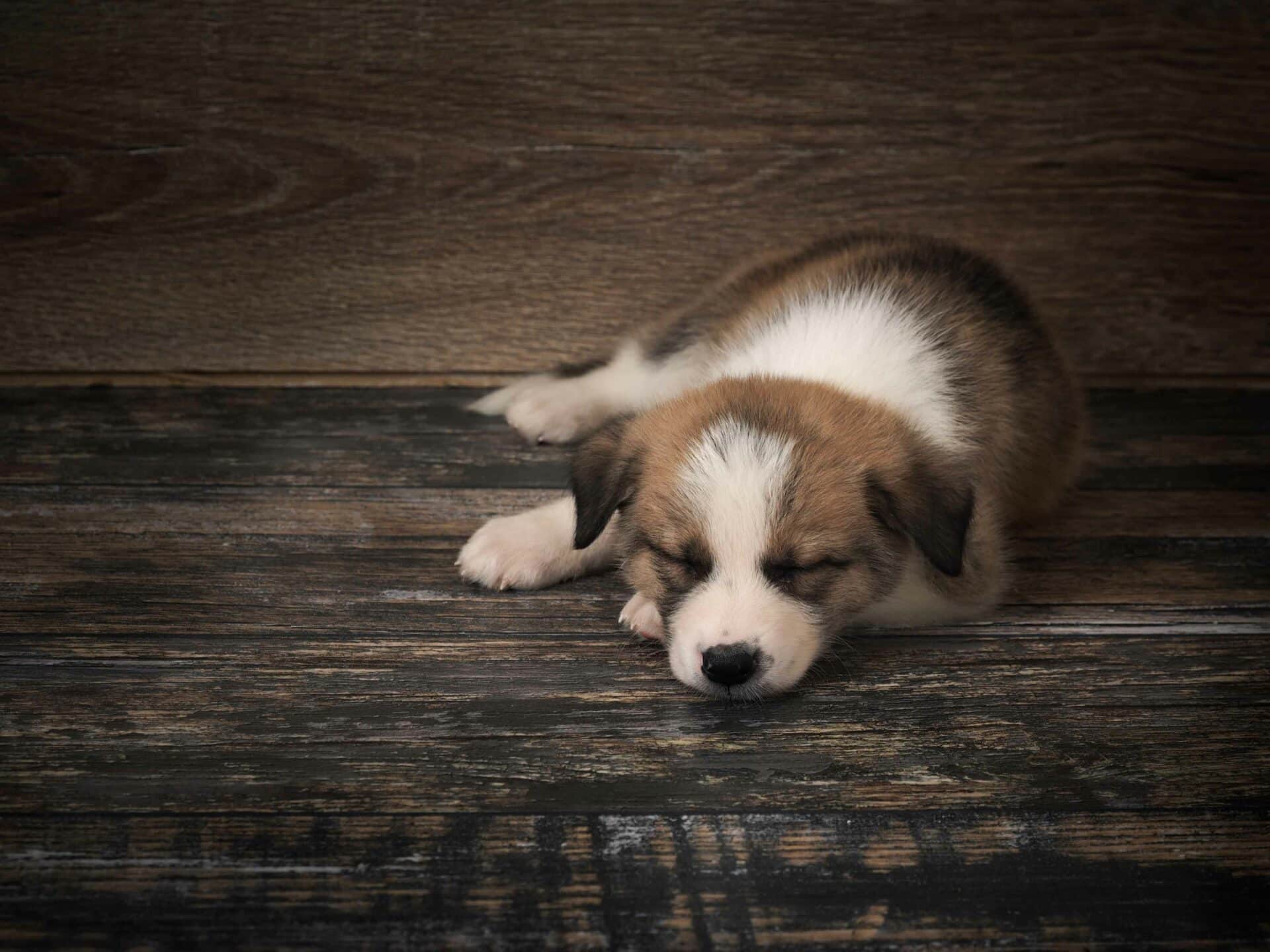 New Puppy and Kitten Care