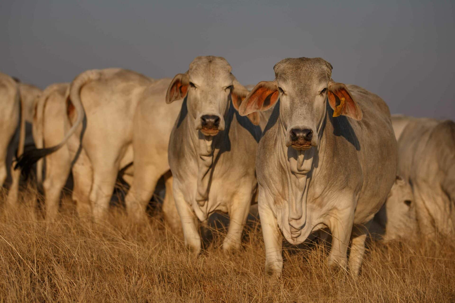 Our Range of Livestock Services