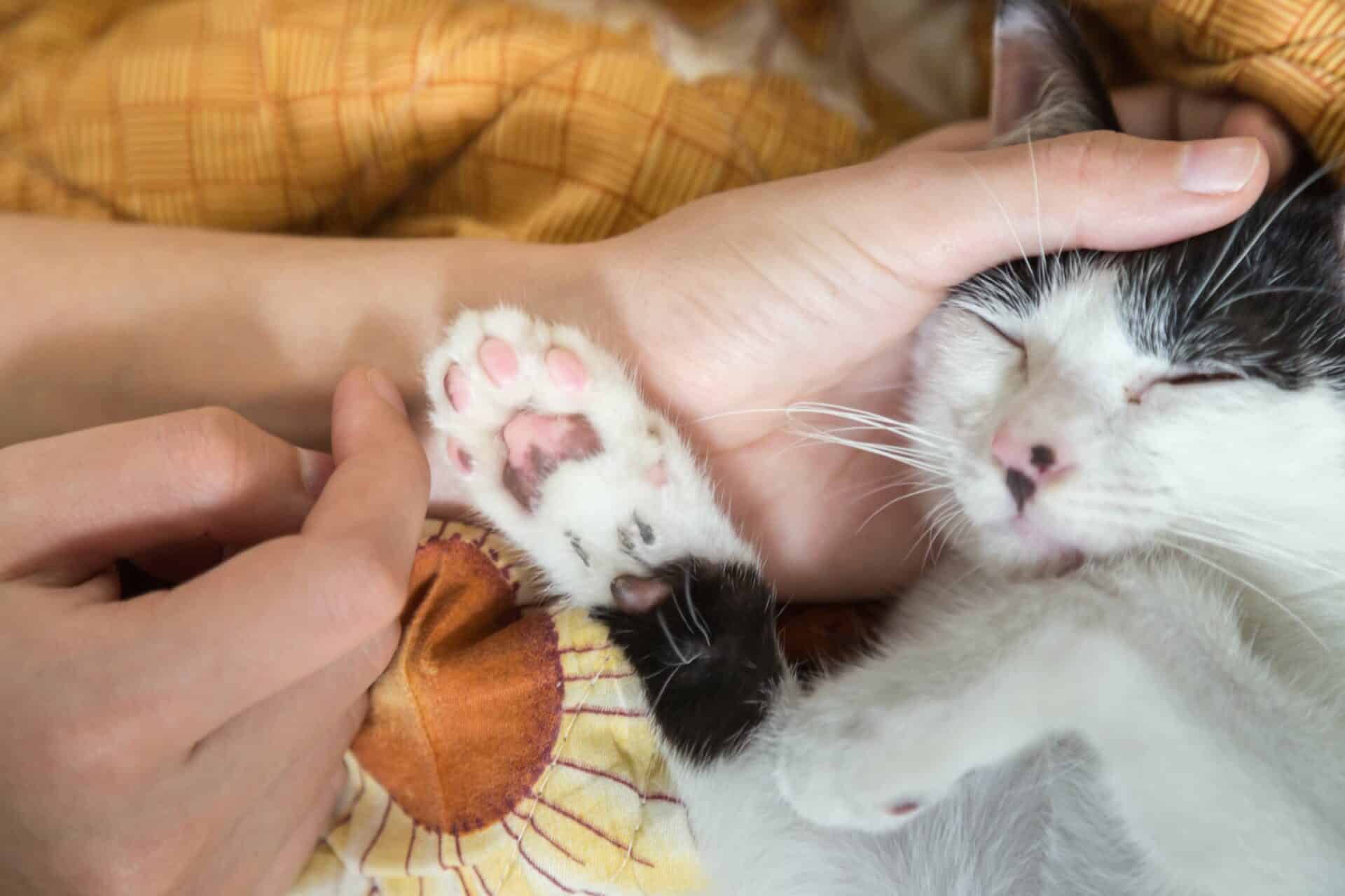 Preparing for Your Dog or Cat’s Senior Wellness Visit