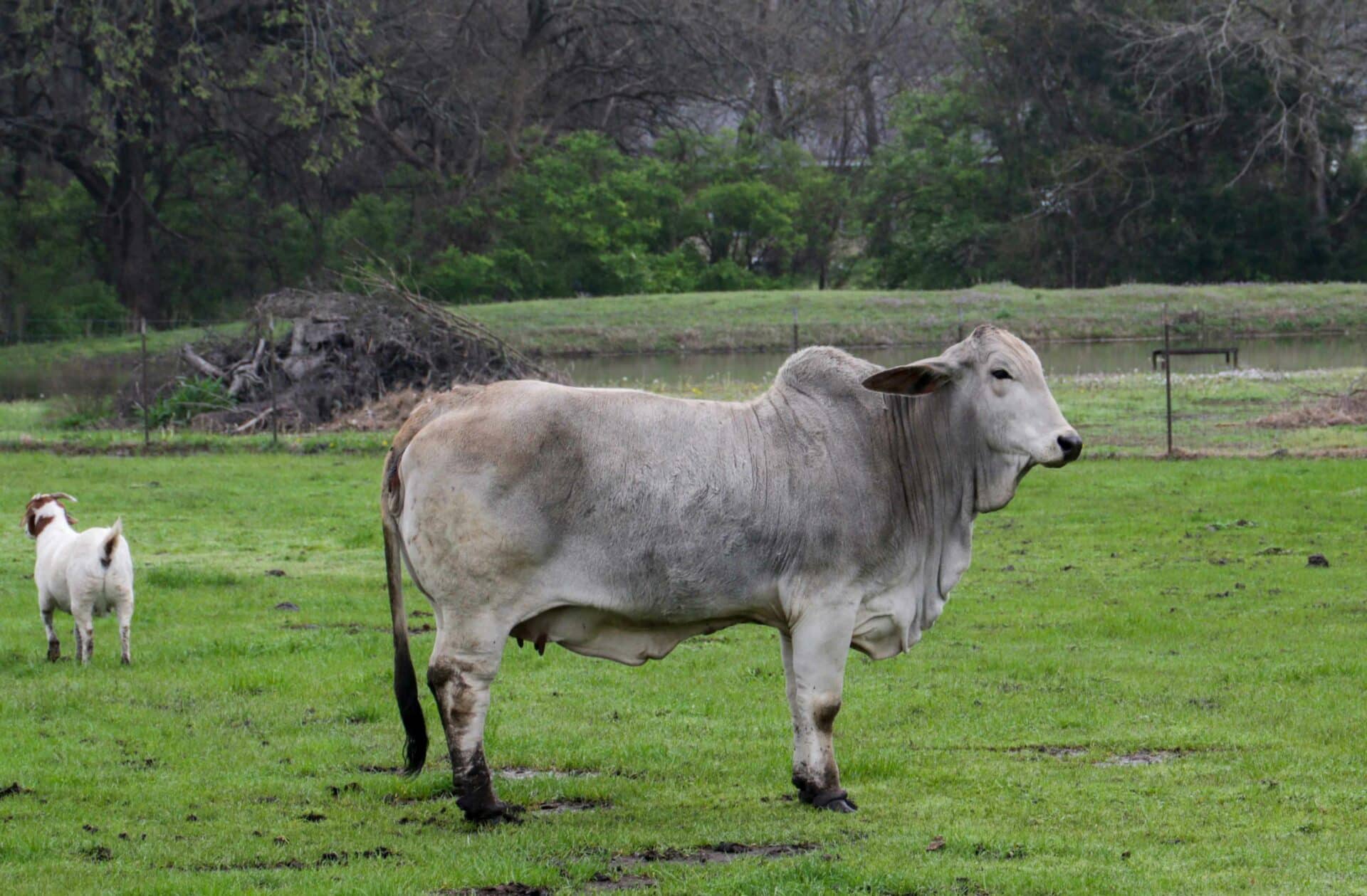 Welcome to Shiner Animal Hospital