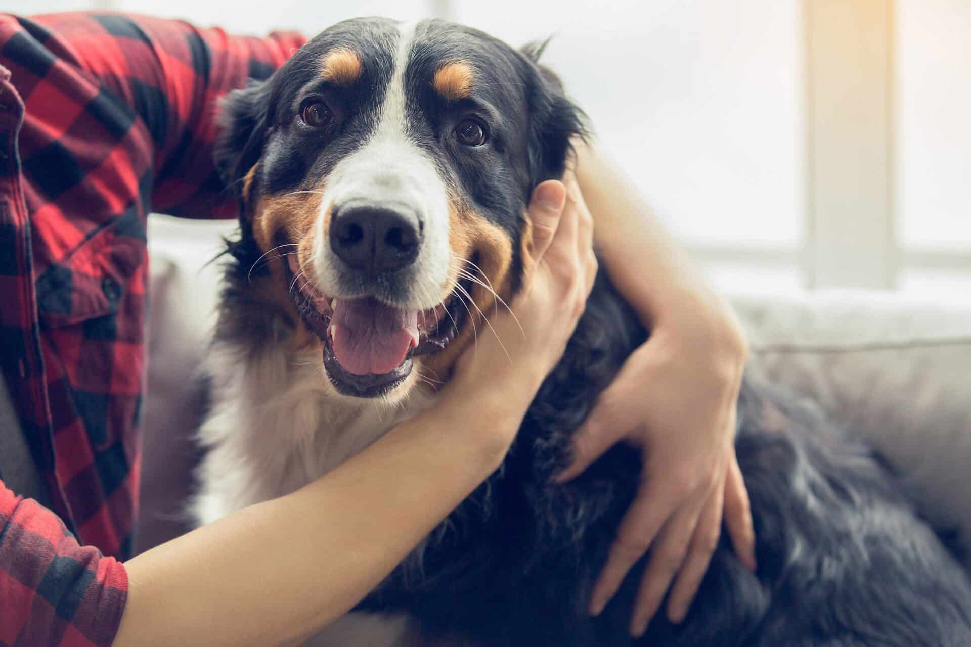 Why Dental Health Matters for Your Furry Friends