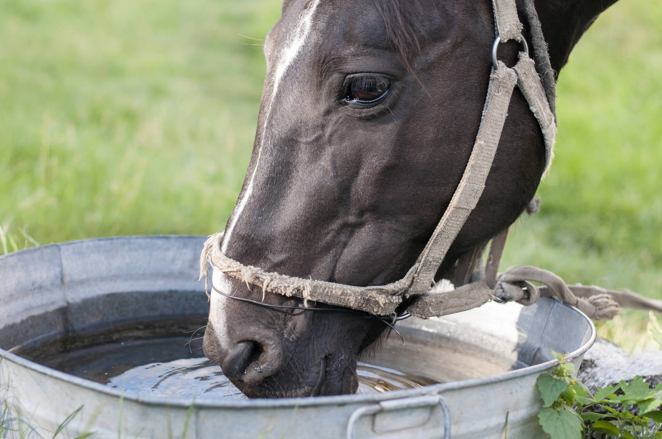 Why Regular Dental Care is Important for Horses